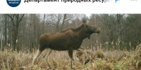 На Брянщине количество оленей благородных достигло 2032 - ИА Наш Брянск.ru