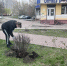 В Брянске на пятничнике в сквере «Покорителям космоса» появились 35 новых кустов спиреи - БрянскToday.Ru